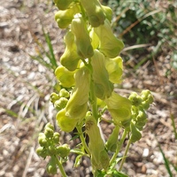 Aconitum krylovii